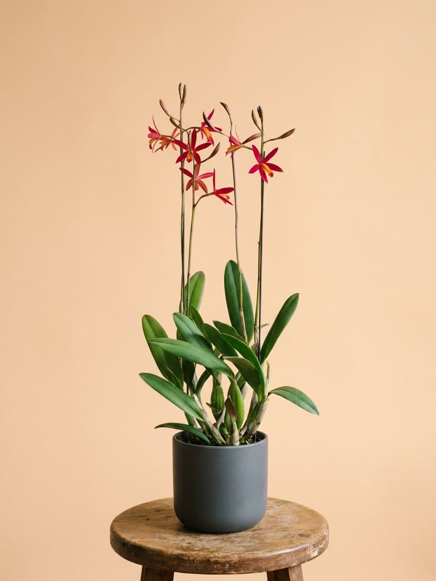 Híbrido de Cattleya de flores vermelhas em estrela, em vaso de porcelana grafite, sobre um banco de madeira.