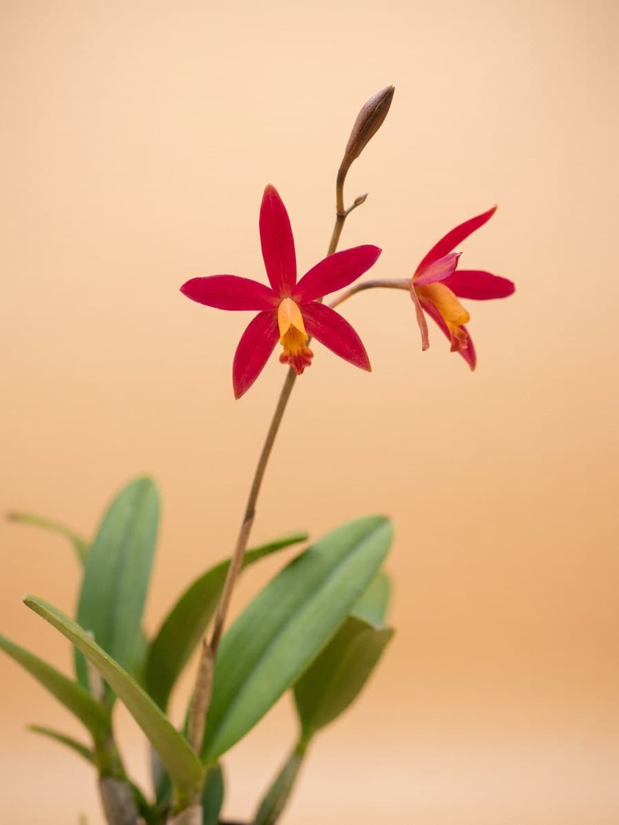 Detalhe das flores vermelho-carmim em estrela, com o labelo amarelo-alaranjado.