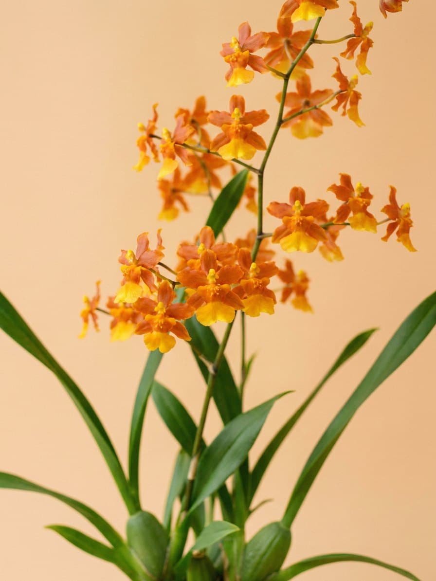 Detalhe das flores laranja do Oncidium Electric Orange, com o labelo amarelo.