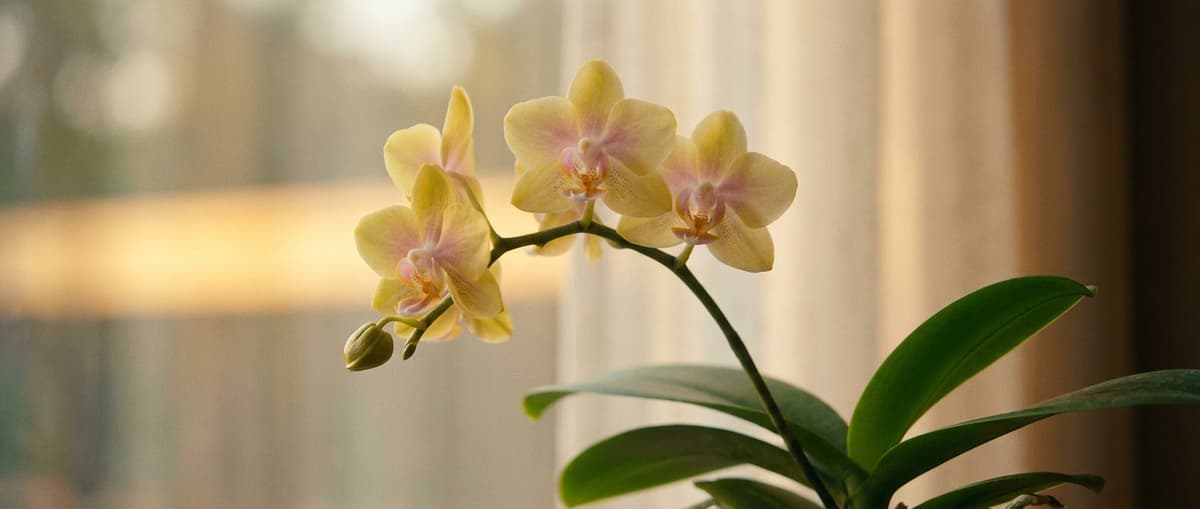 Três flores de mini Phalaenopsis amarelas de centro rosado, de perto, com a cortina e a luz da tarde desfocadas atrás.
