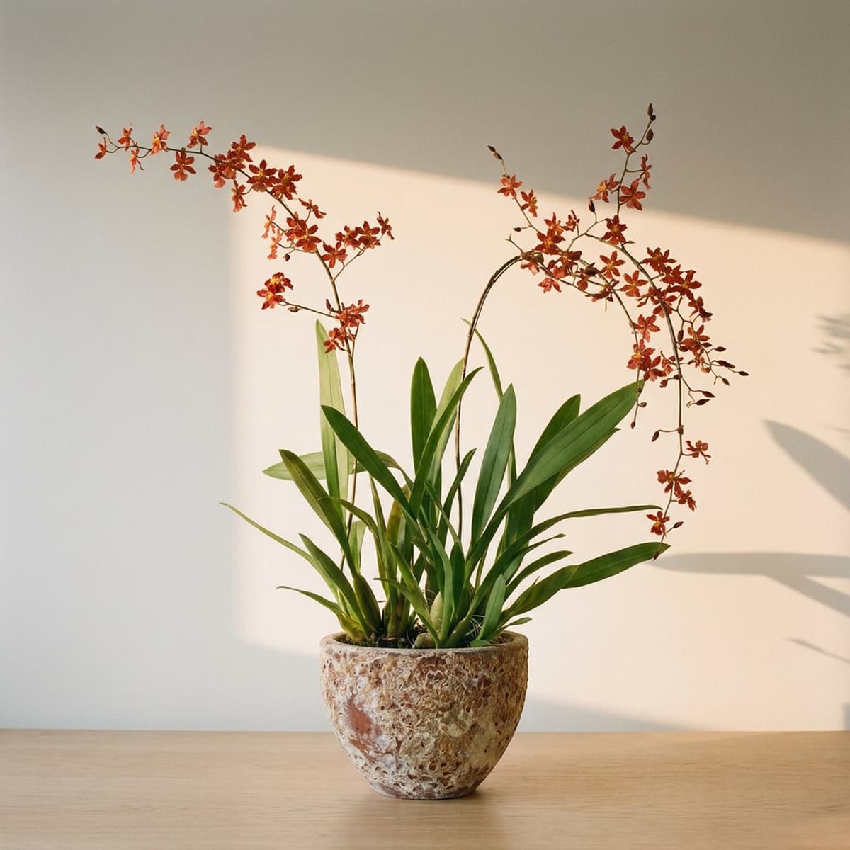 Wilsonara de flores vermelhas, duas hastes arqueadas, em vaso vietnamita ferrugem. Imagem ilustrativa.