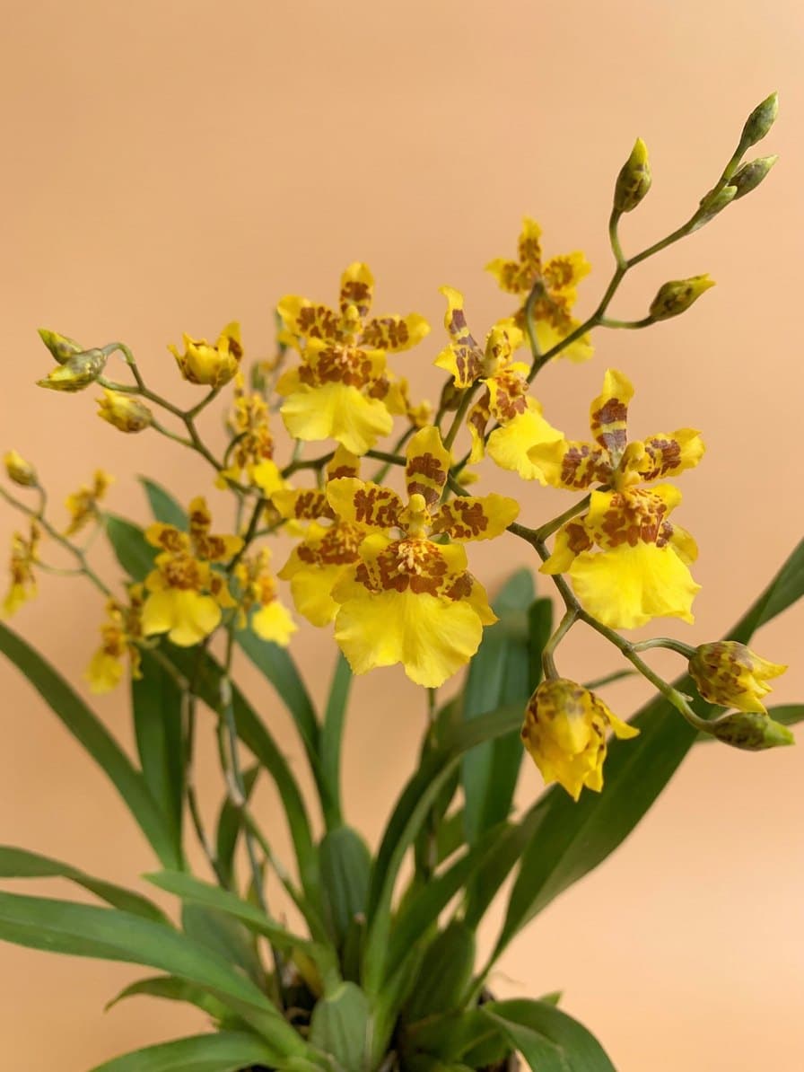 Detalhe das flores amarelas com pintas castanhas e pétalas onduladas.